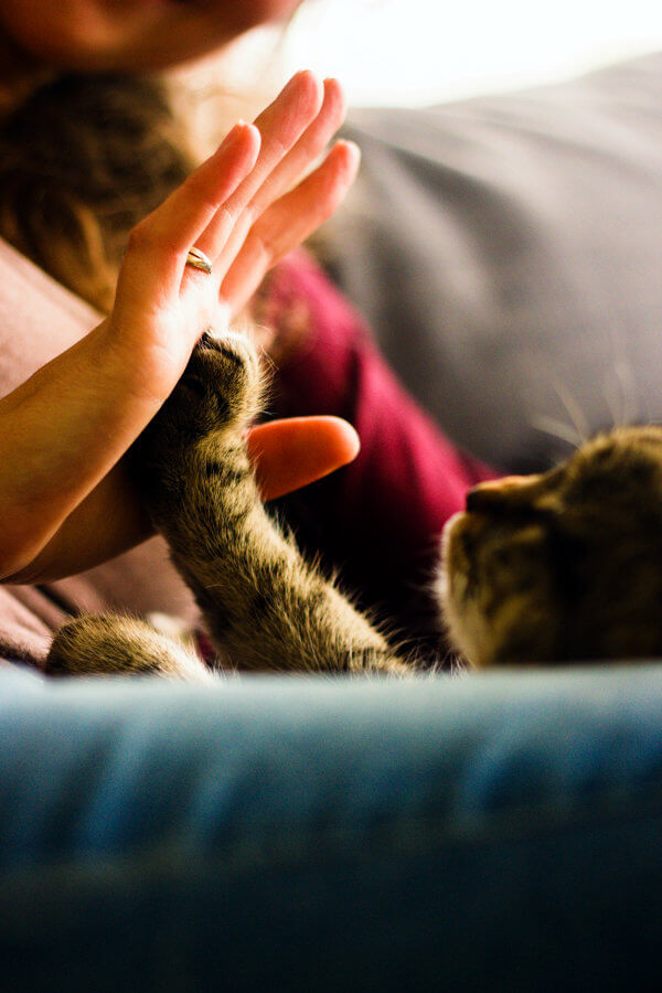 Kitty high five