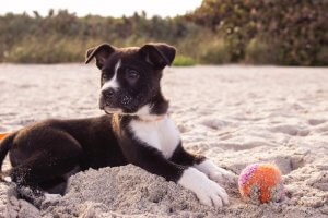 Puppy with a ball on the beach