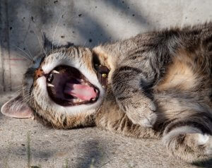 Yawning kitten