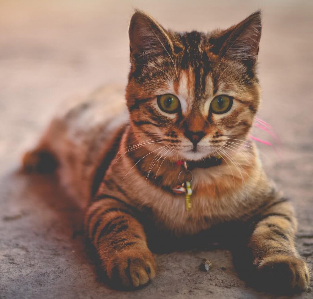 Sheba Cat Food Reviews (2024) ⋆