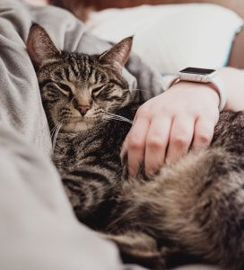 kitty in a lap