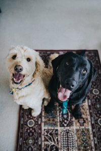 two dogs waiting for food