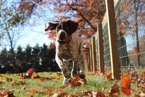 young dalmatian running