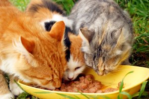 Three cats eating wet food