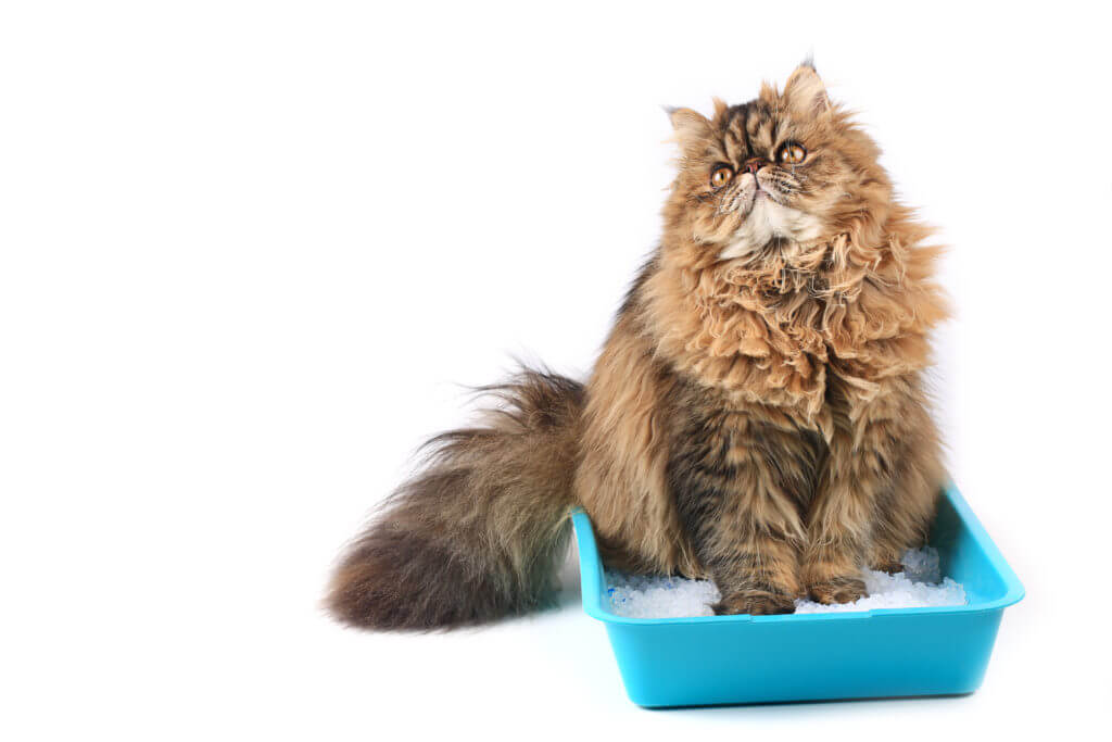 cat sits in a tray with a filler isolated on white background. Persian cat