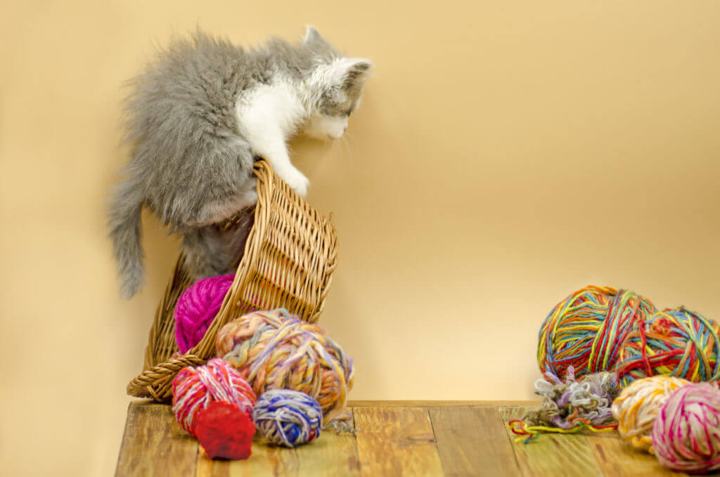 Cute fluffy cat is playing with ball of knitting. Cute kitten and ball of thread. Portrait of cute grey pretty kitten smiling curiously.