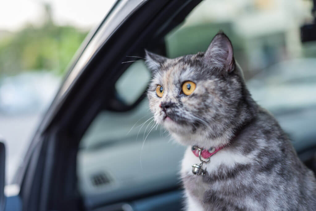 Cat in the car