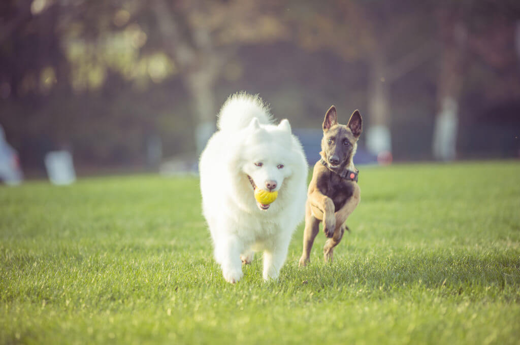 Happy pet dogs playing on Grass in a park.