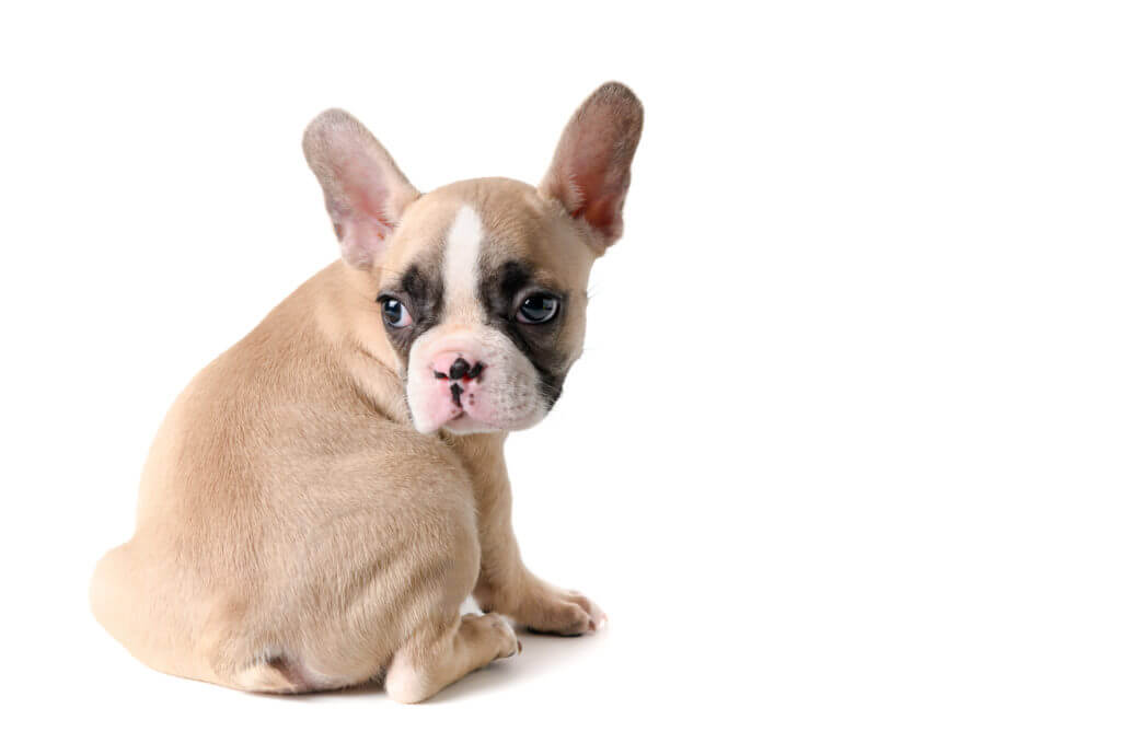 Cute little French bulldog sitting isolated on white background, Pet animal concept