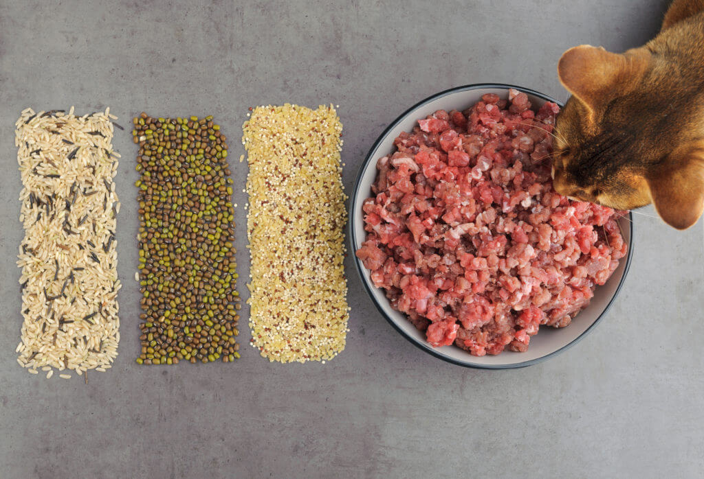 Natural raw ingredients for pet food on grey background. Flat lay.