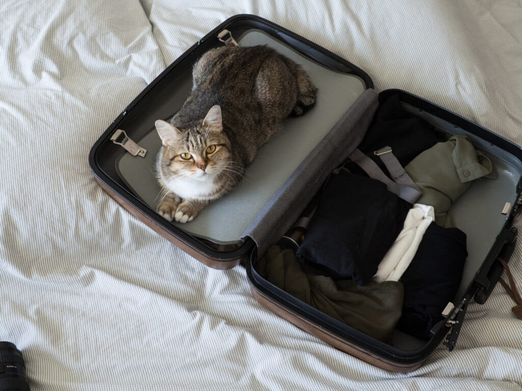 pet cat ready to travel sleep in suitcase with baggage on bed