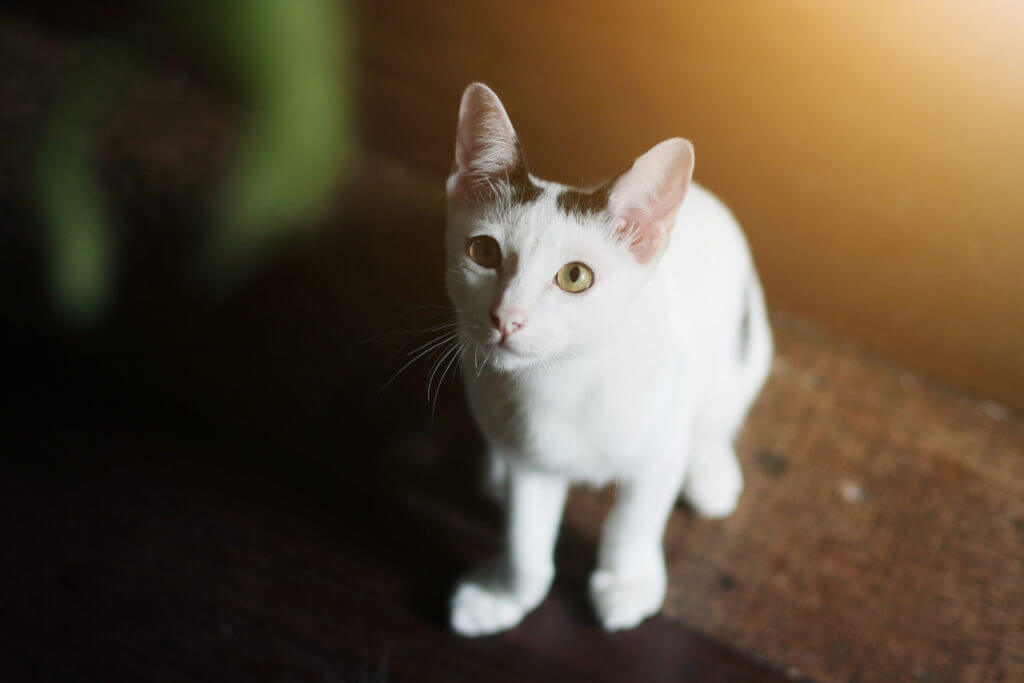 Kitten White cat sitting and enjoy on wood floor with sunlight