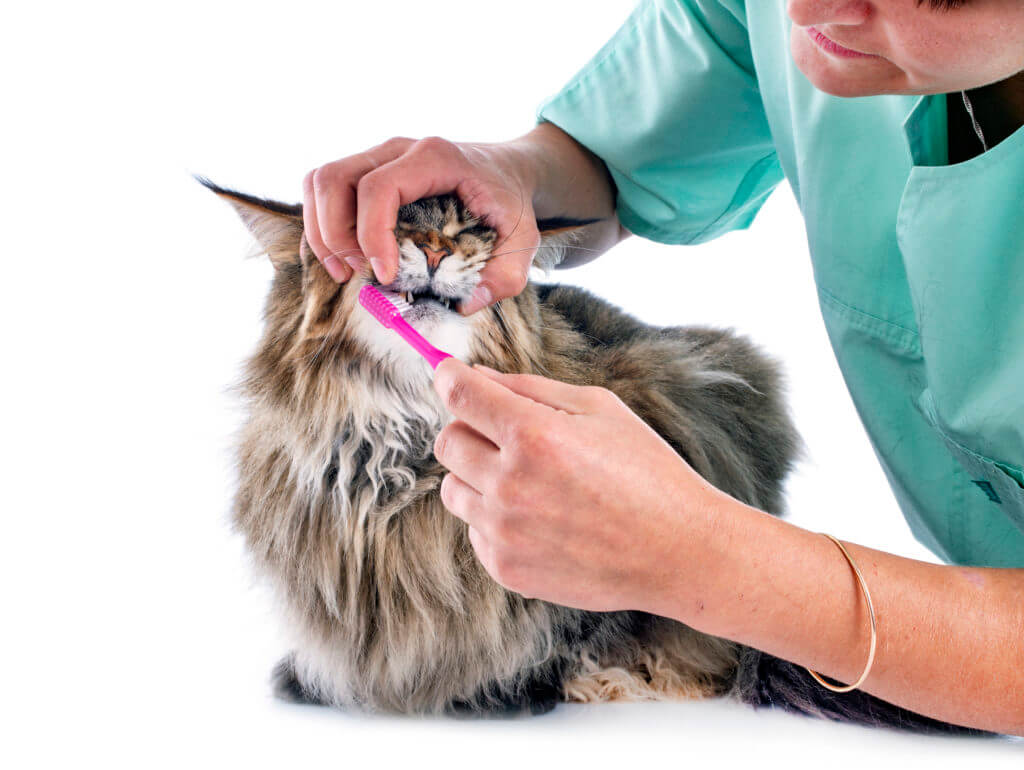 a vet brushing the teeth of a cat in studio