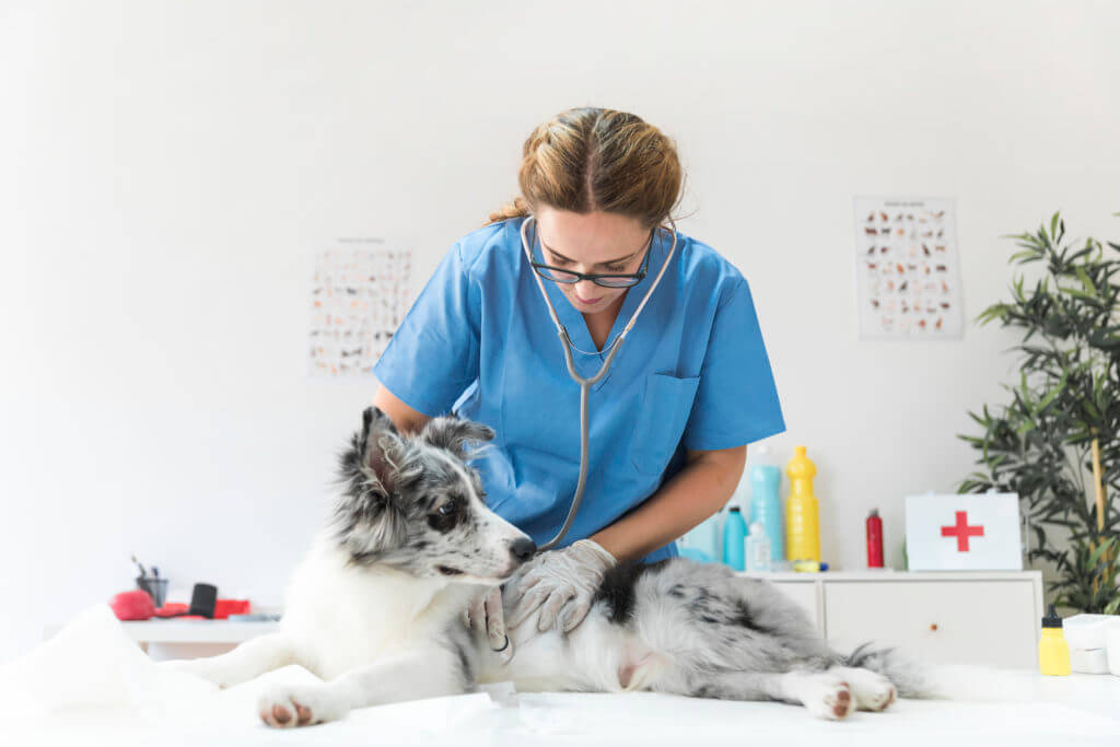 Veterinarian with a dog