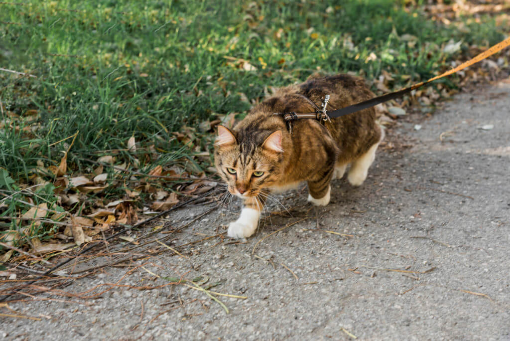 Cat's leash