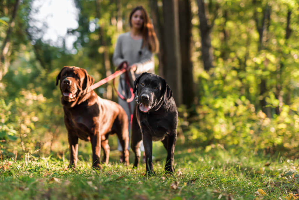 Walking dogs