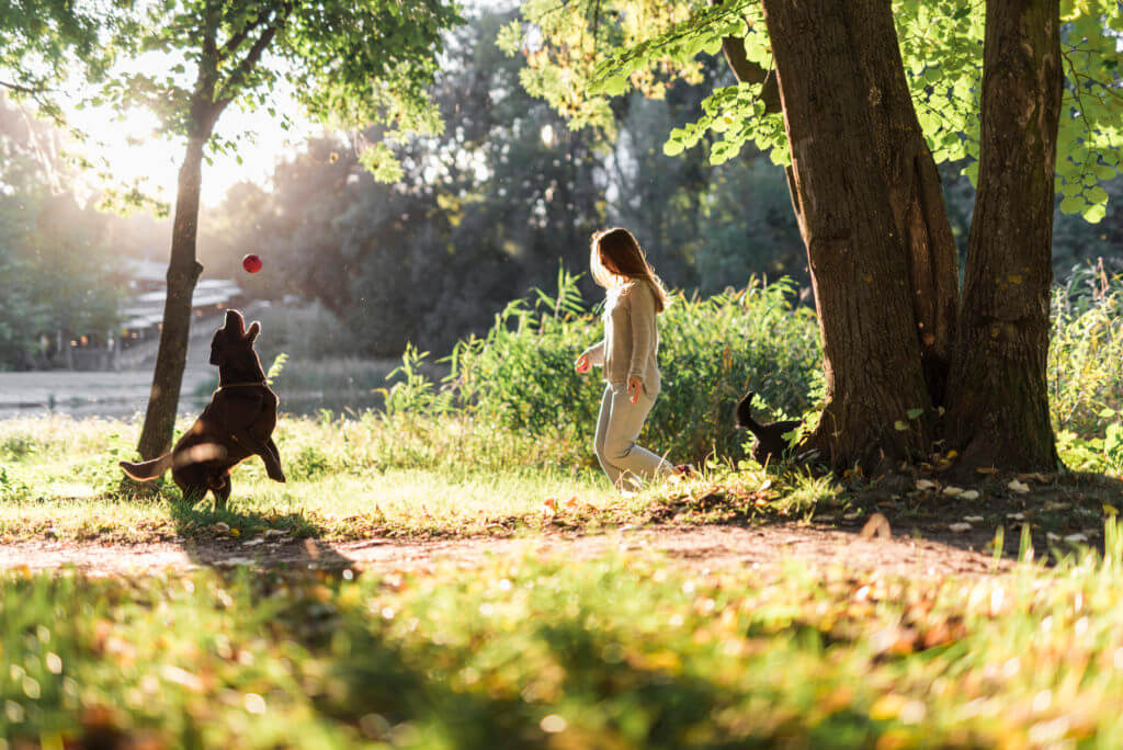 Dog in the park