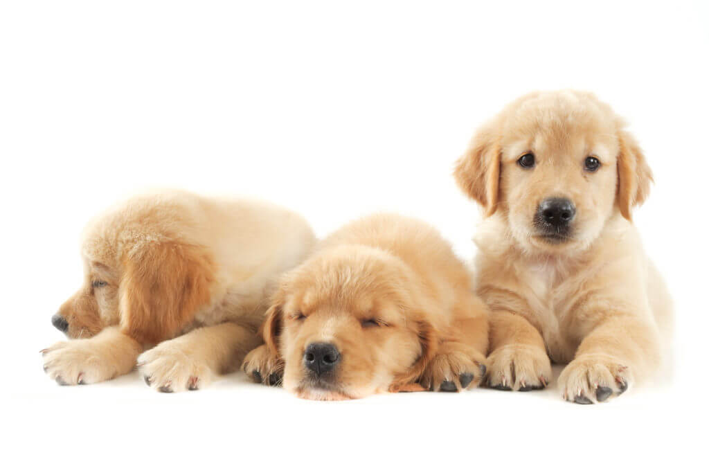 Cute puppies