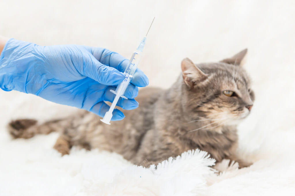 Vaccination of cats. Veterinary Medicine Selective focus. Animals