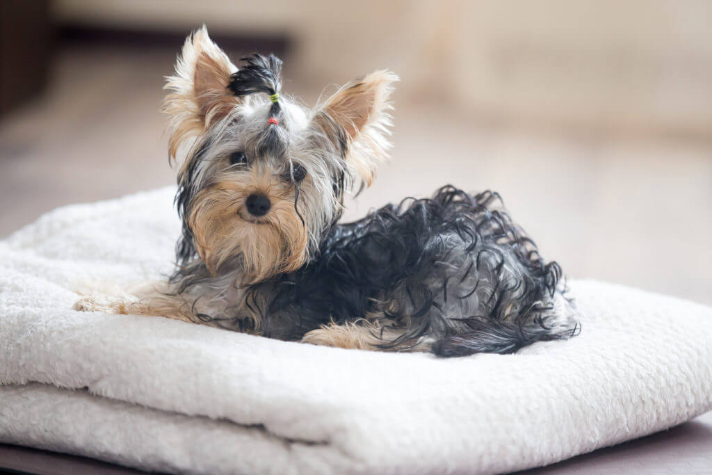 Cute adorable small dog wearing bow-tie lying on white towel in living room and looking at camera