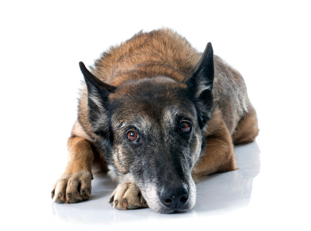 belgian shepherd dog in front of white background