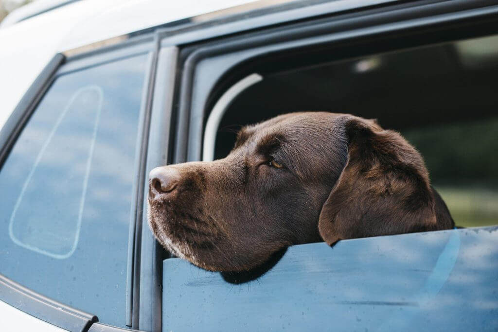 Traveling dog