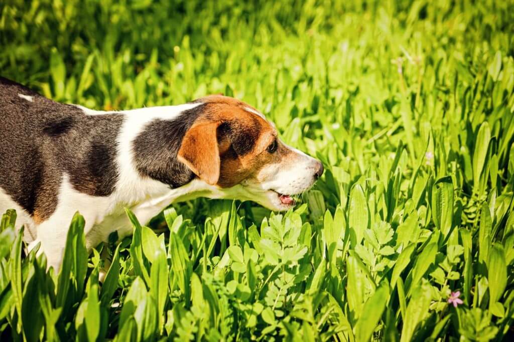 Young Jack Russell Terrier Dog Eating Grass. Pet Health Concept. The reasons why dogs are prone to eat grass