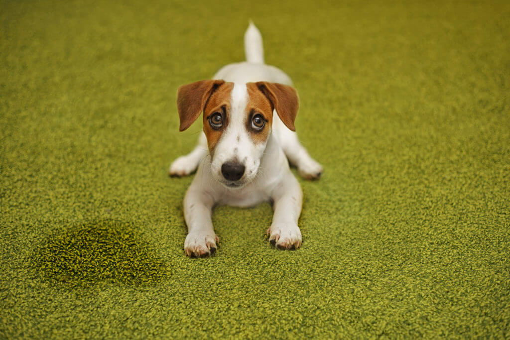 Puppy Jack russell terrier lying on a carpet and looking up guilty.