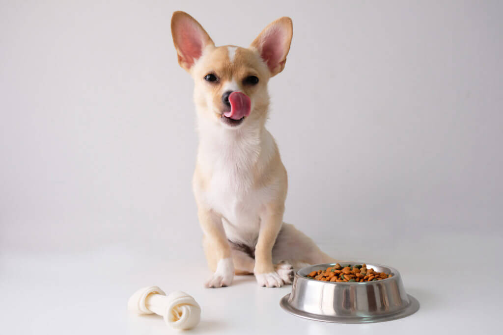 Dog skipping a meal