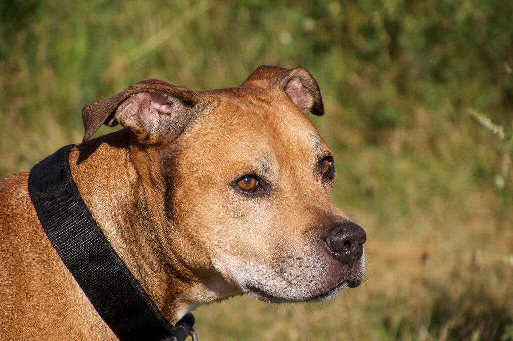 American Pit Bull Terrier portrait of red, close-up plan