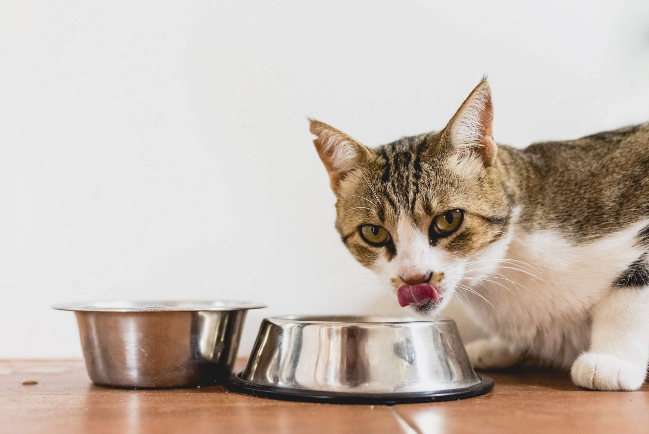 Can cats eat tuna? (2021) ⋆