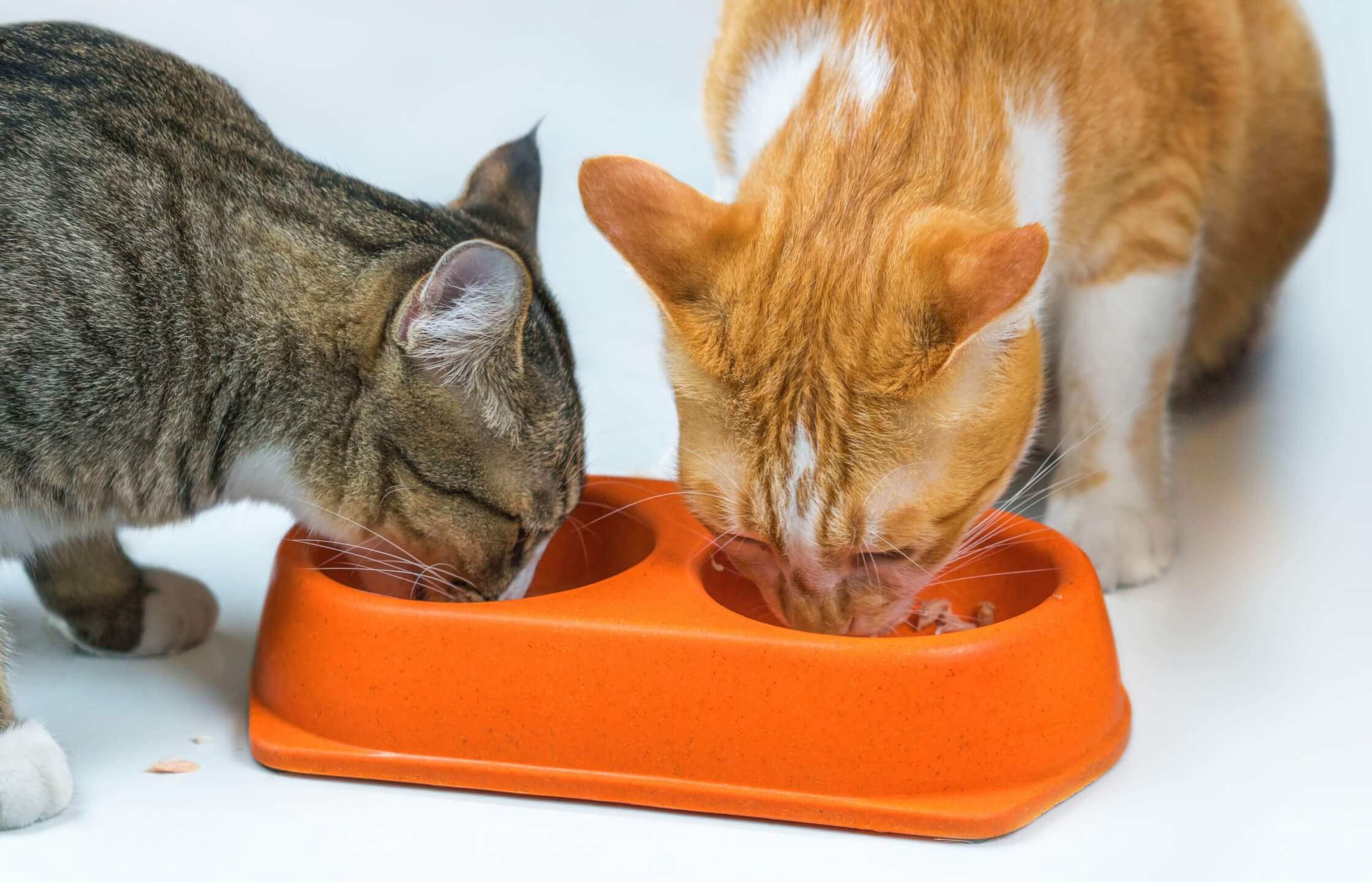 can-a-cat-eat-potatoes-2023-petfoodreviews-online