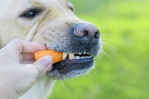 dogWithCarrot