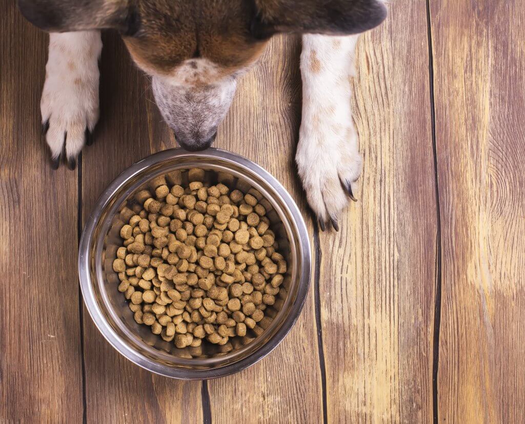 dog and bowl dog food