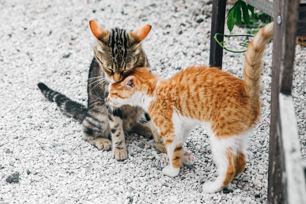 Two little black and red kittens leaning to each other on the ground