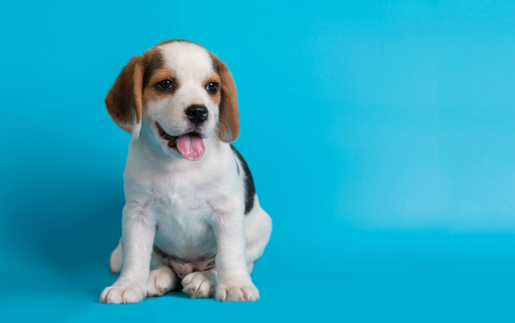 Beagles puppies looking something ,isolated on blue background.