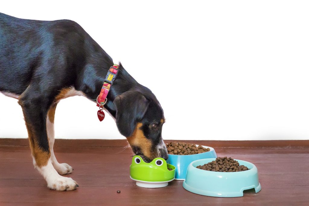 Dog eating out of a green bowl
