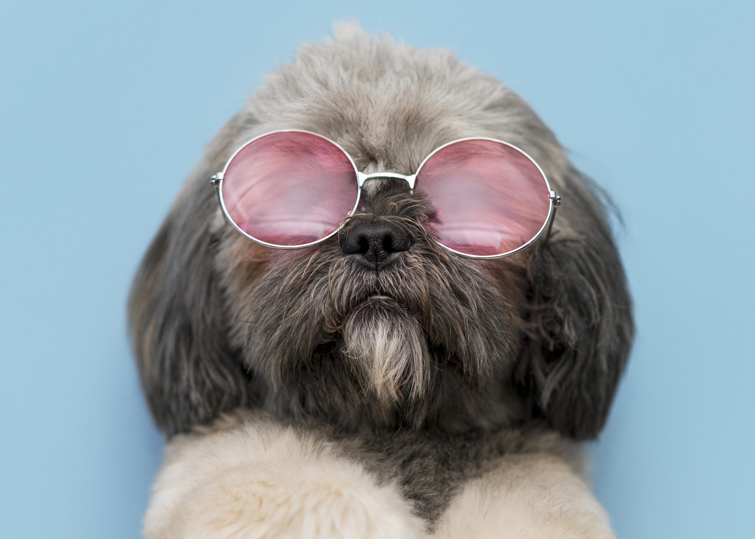 a dog in pink glasses