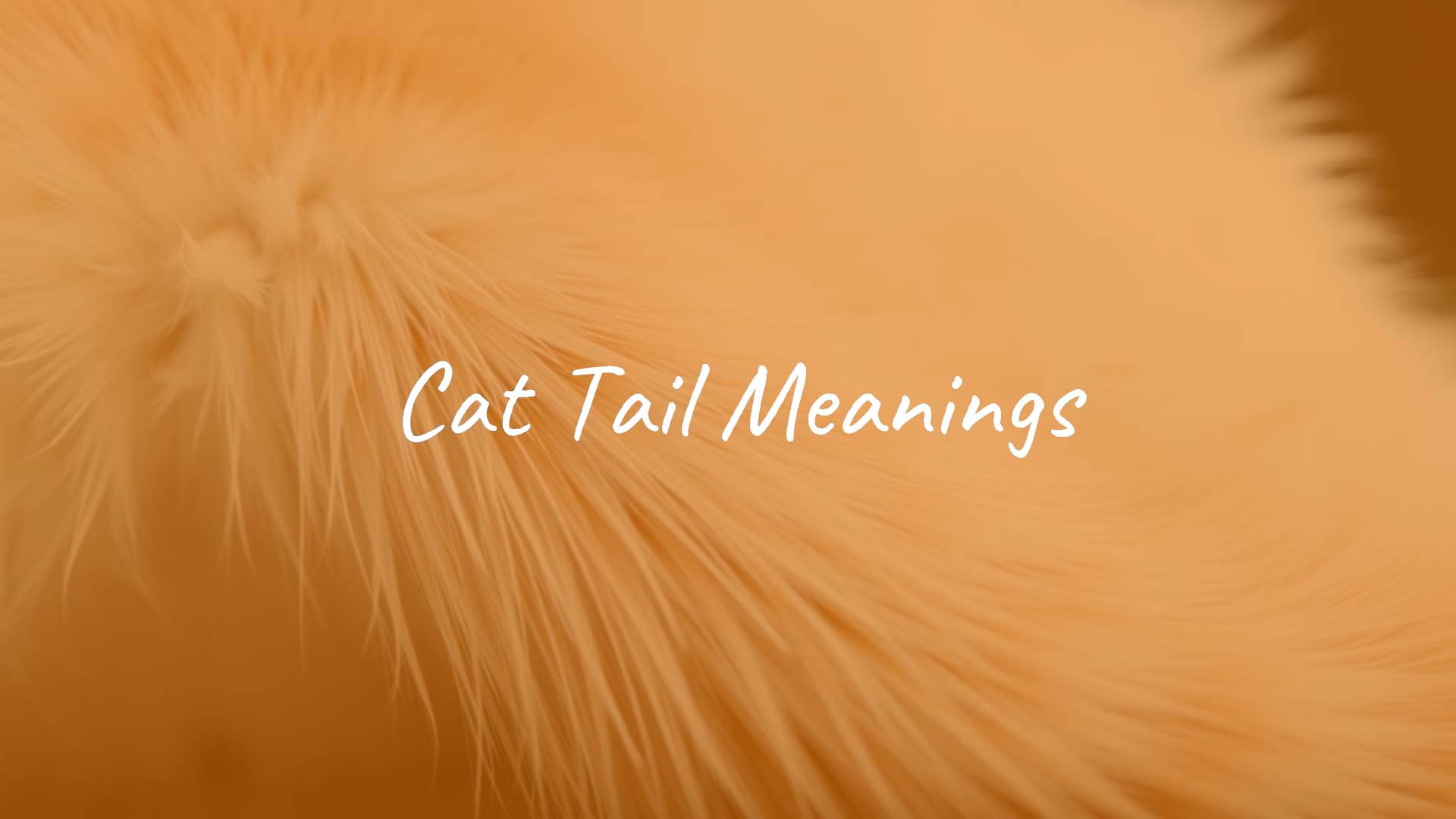 A close-up of a cat's tail in various expressive positions, illustrating different emotions like happiness, curiosity, and alertness, soft lighting, realistic.