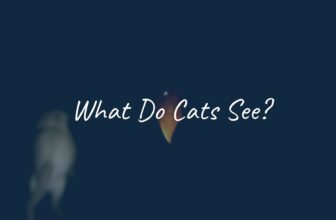 A cat's eye close-up, glowing in the dark, with a faint outline of a moving prey in the background, mysterious and realistic.