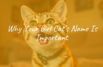 A happy female cat with expressive eyes, cozy home setting, warm lighting, playful personality, name tag with a cute name, realistic.