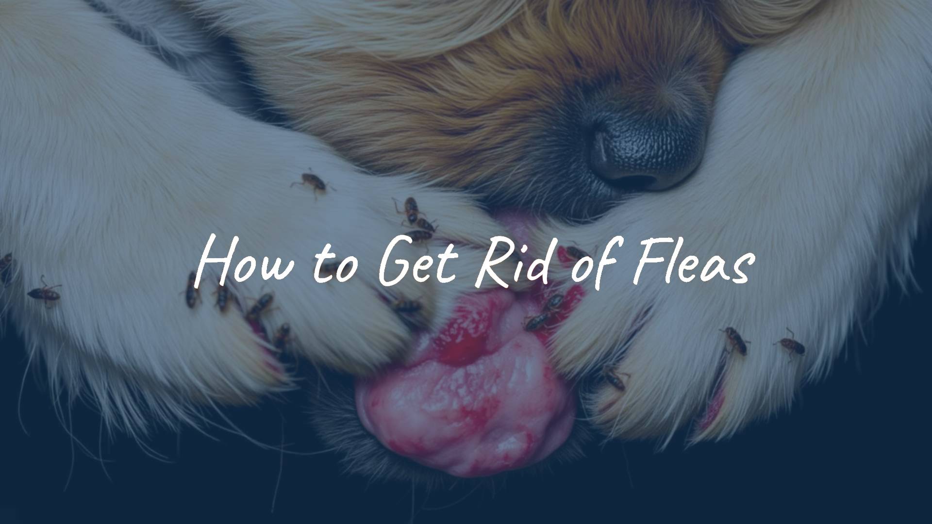 A magnified view of fleas on a pet's fur, red itchy bite marks on skin, distressed dog scratching, dark background for contrast, realistic.