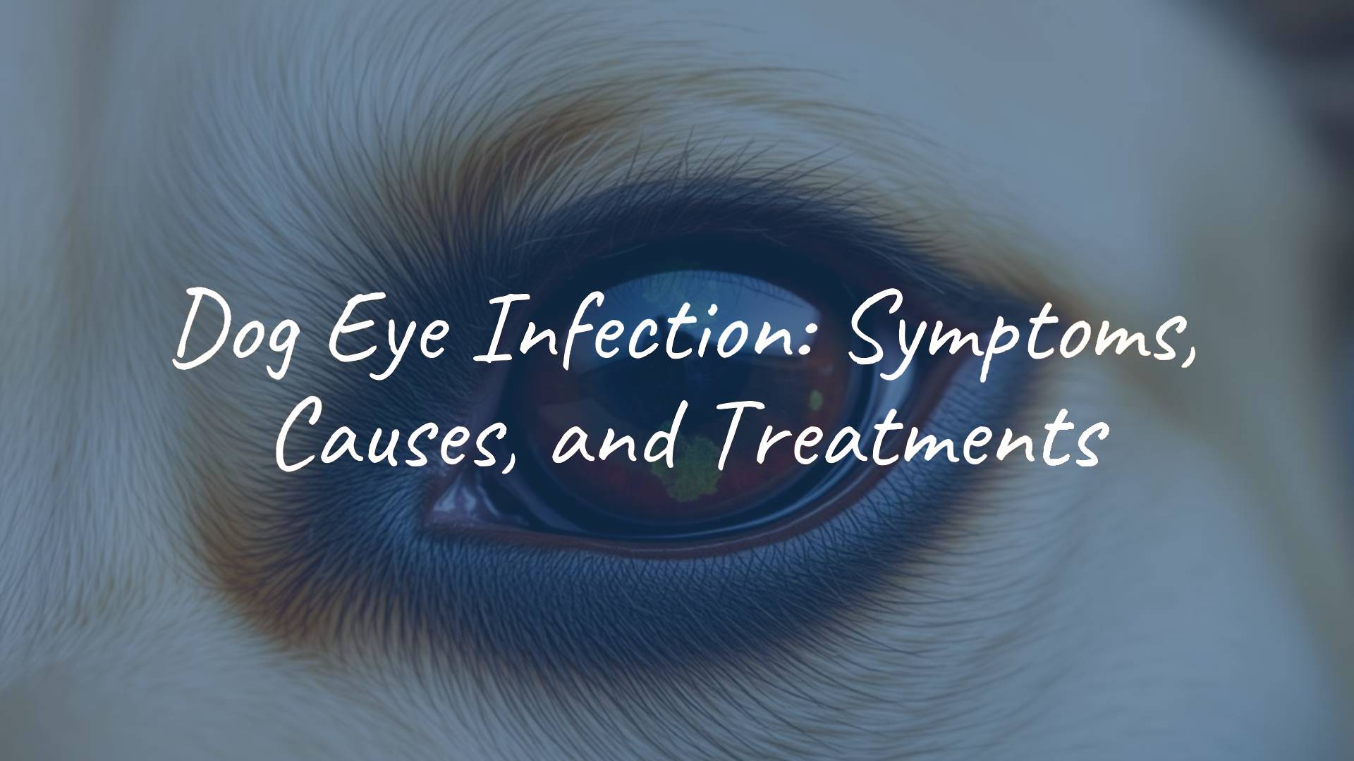A concerned dog with visible eye infection symptoms, close-up, greenish discharge, redness, realistic portrayal.