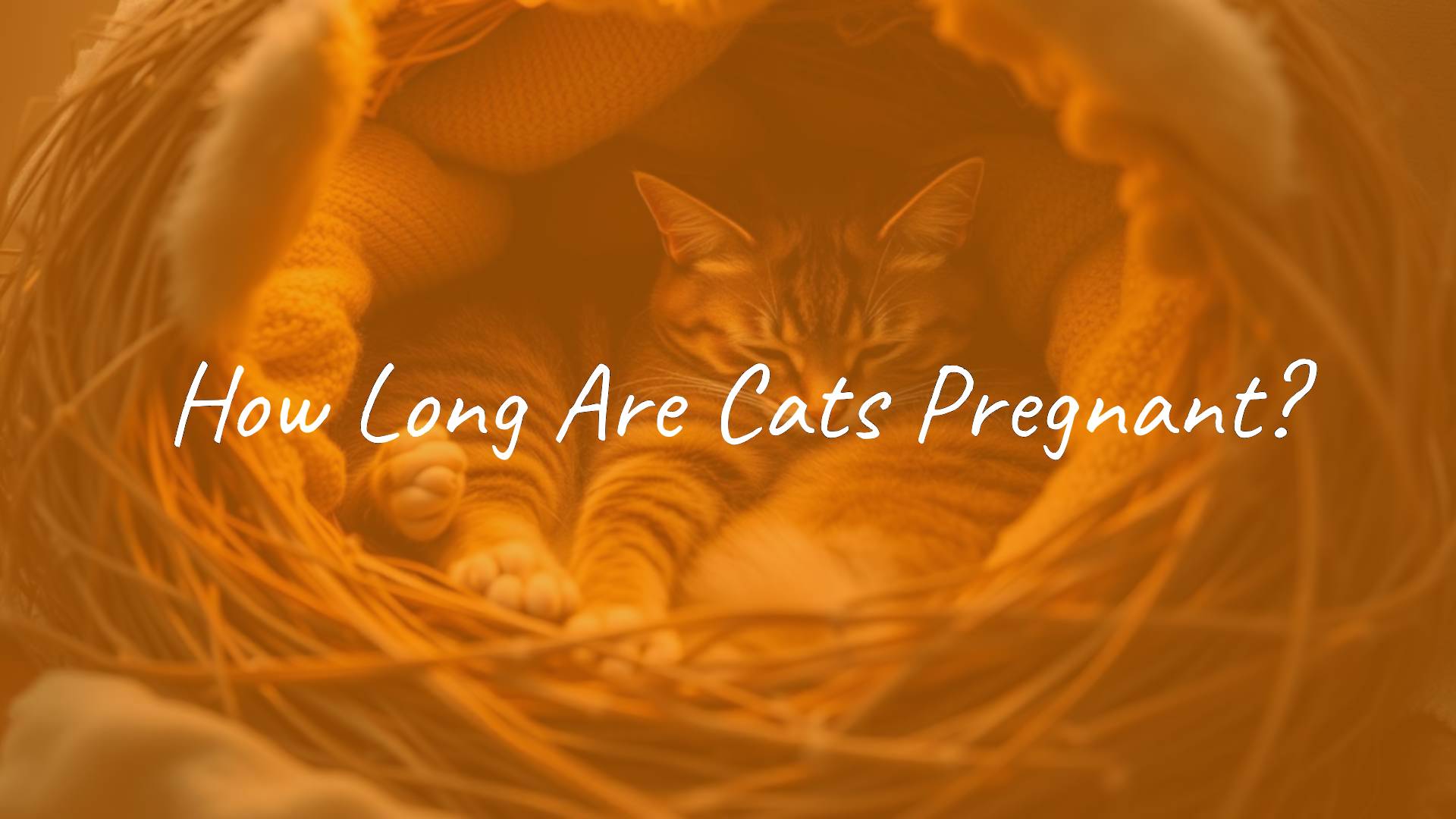 A pregnant cat lying comfortably in a cozy nest, soft lighting, warm colors, realistic.