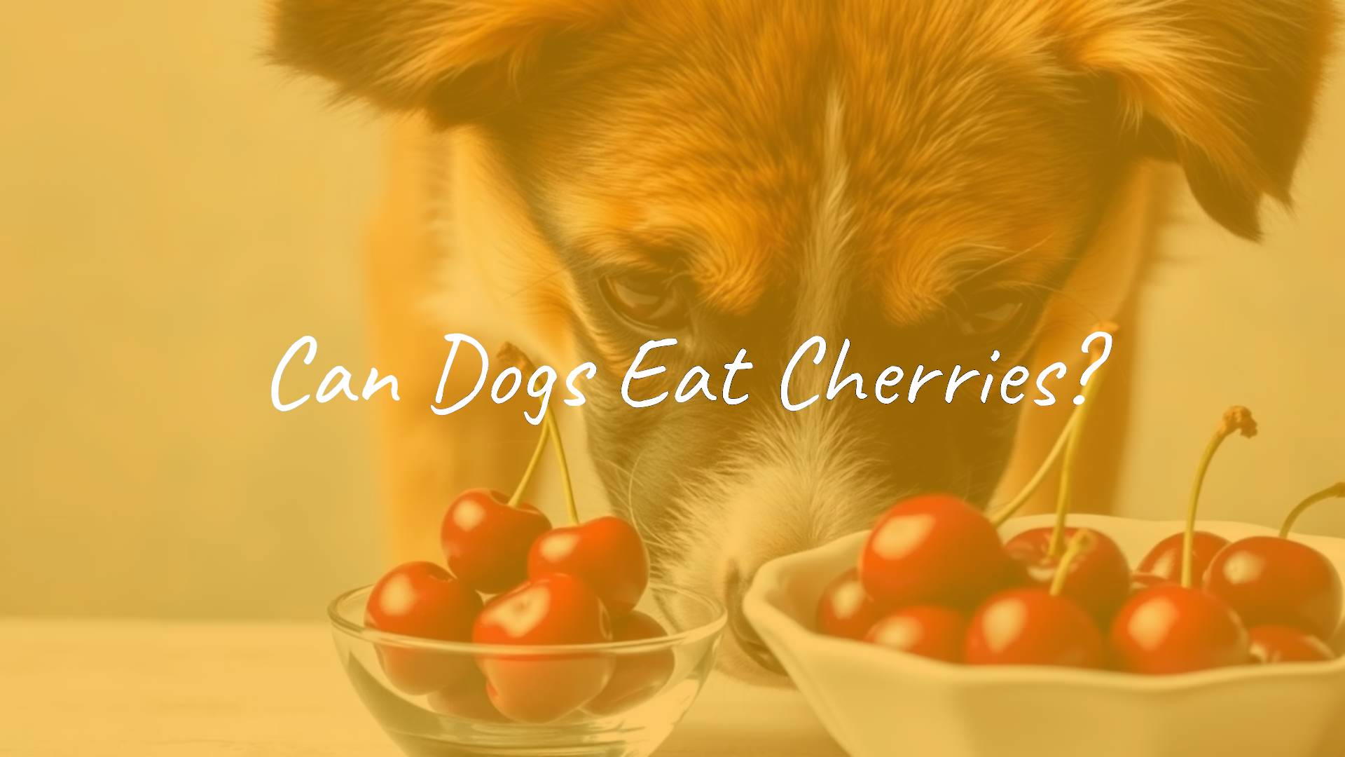 A curious dog sniffing a bowl of fresh cherries with a warning sign, vibrant colors, realistic.