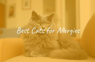 A hypoallergenic cat, such as a Siberian or Russian Blue, sitting on a couch, soft lighting, clean and cozy home environment, realistic.