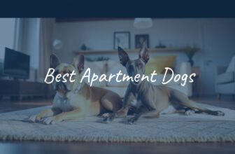 A cozy apartment scene with a happy French Bulldog and a calm Greyhound lounging on a rug, natural lighting, warm and inviting atmosphere, realistic.