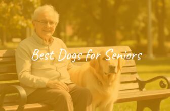 A happy senior person sitting on a park bench with a calm, friendly small dog, golden retriever, sunny day, peaceful atmosphere, realistic.