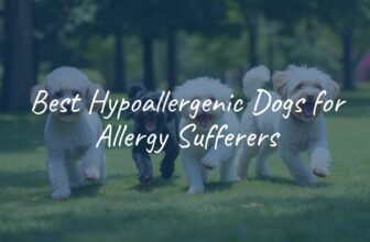 Group of hypoallergenic dog breeds including Poodle, Bichon Frise, and Portuguese Water Dog, playing together in a sunny park, realistic.