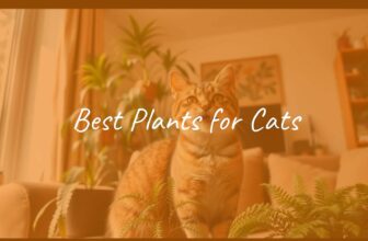A cozy living room with a happy cat sitting near non-toxic houseplants like spider plants and Boston ferns, natural lighting, warm and inviting atmosphere, realistic style.
